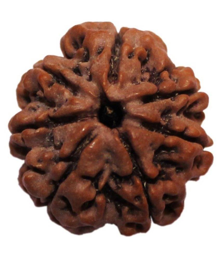    			Shivoham 7 Mukhi Rudraksha 7