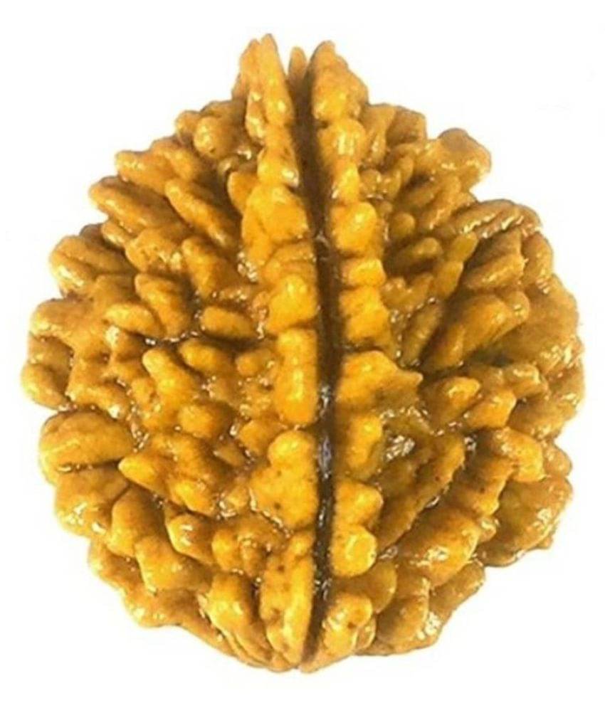     			Shivoham 2 Mukhi Rudraksha 2
