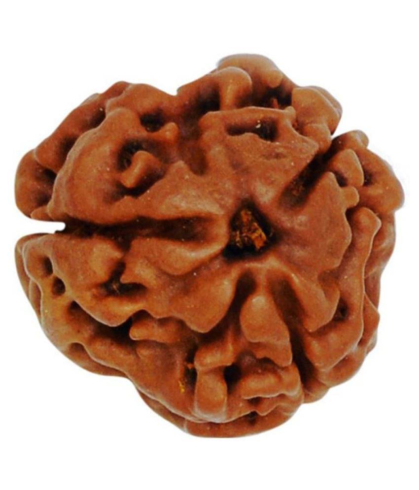     			Shivoham 3 Mukhi Rudraksha 3