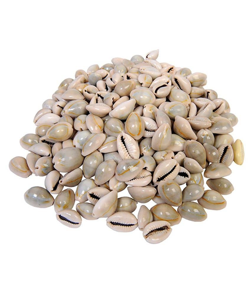 Vardhman Other Sea Shells kowrie Used Art & Crafts Decorations ( Pack of 1 ) - Stationery | Buy online on ZillyBuy