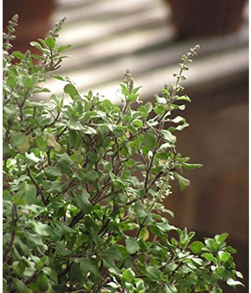 Creative Farmer Tulsi GardeningGreen Basil Herb Seeds