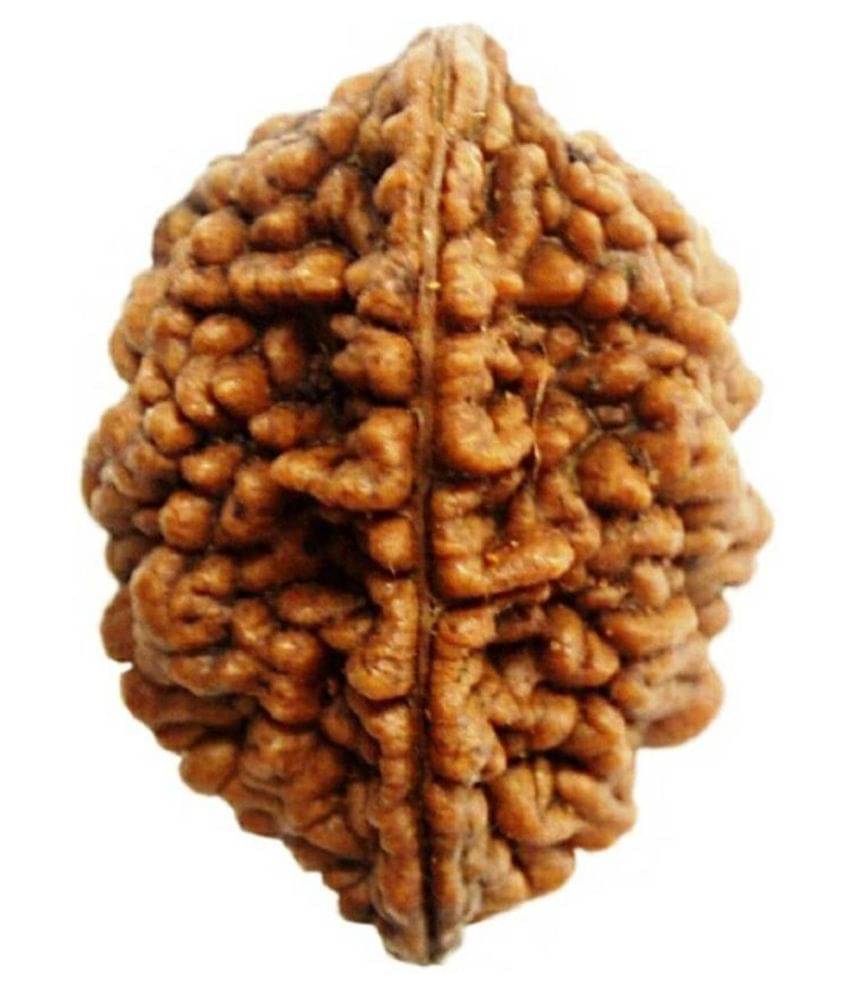     			Shivoham Two Mukhi Rudrakasha 2 Face Rudraksha