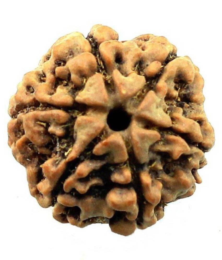     			Shivoham Six Mukhi Rudraksha 6 Face Rudraksha
