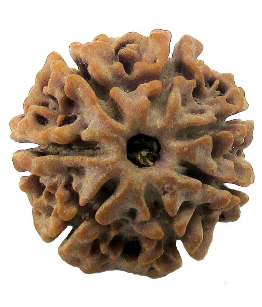     			Shivoham Seven Mukhi Rudraksha 7 Face Rudraksha