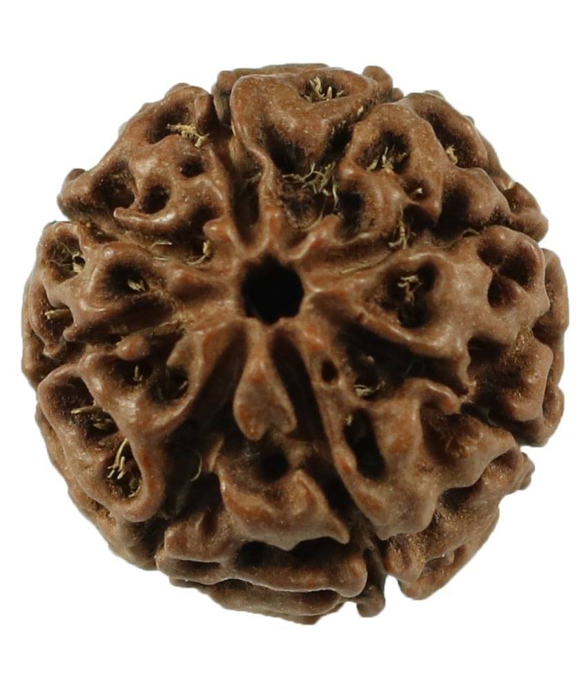     			Rashi Ratan Bhagya 8 Mukhi Indonesia 8 Face Rudraksha