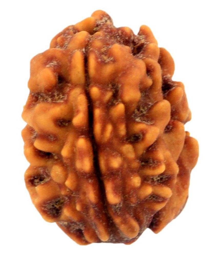     			ARYAN GEMS 2 MUKHI RUDRAKSHA 2 Face Rudraksha