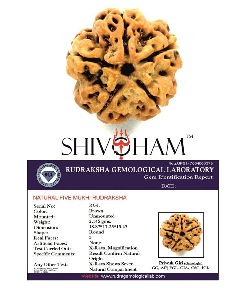     			Shivoham Nepal 5 Mukhi Rudraksha With Lab Certificate 5 Face Rudraksha