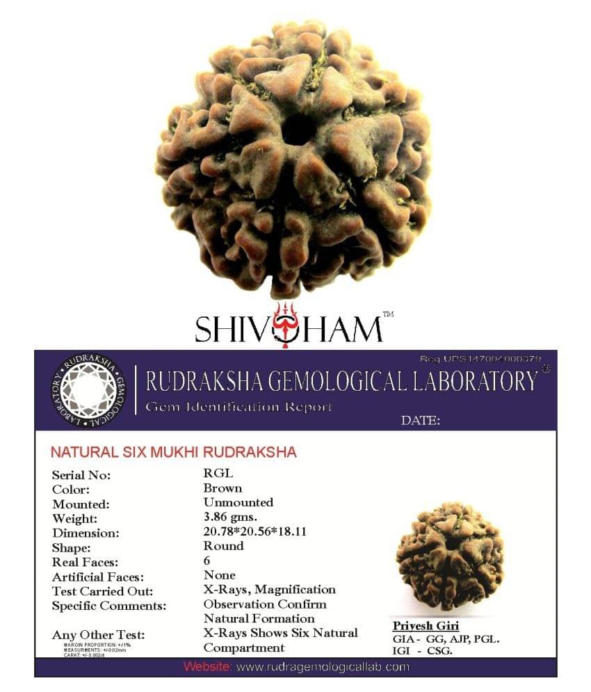     			Shivoham 6-Mukhi-Nepali-Lab-certified-Rudraksha 6 Face Rudraksha