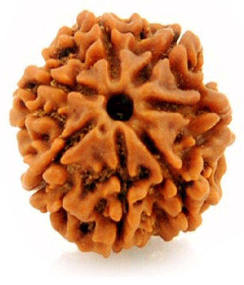     			Shivoham 7 Mukhi Rudraksha  Lab Certified 7 Face Rudraksha