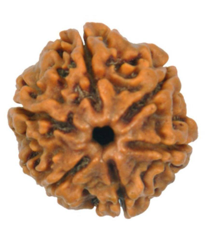     			Shivoham Rudraksha Bead Pack of 1 - 1 Beads