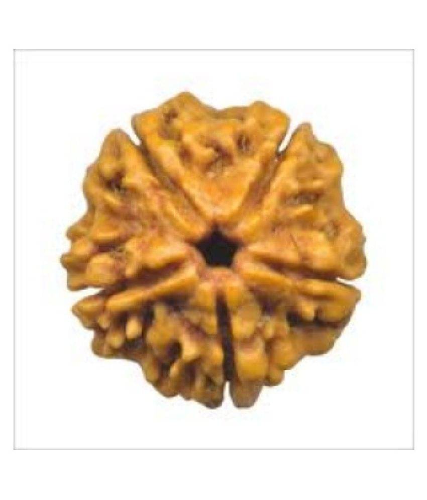     			Shivoham 5 Mukhi Rudraksha  Lab Certified 5 Face Rudraksha
