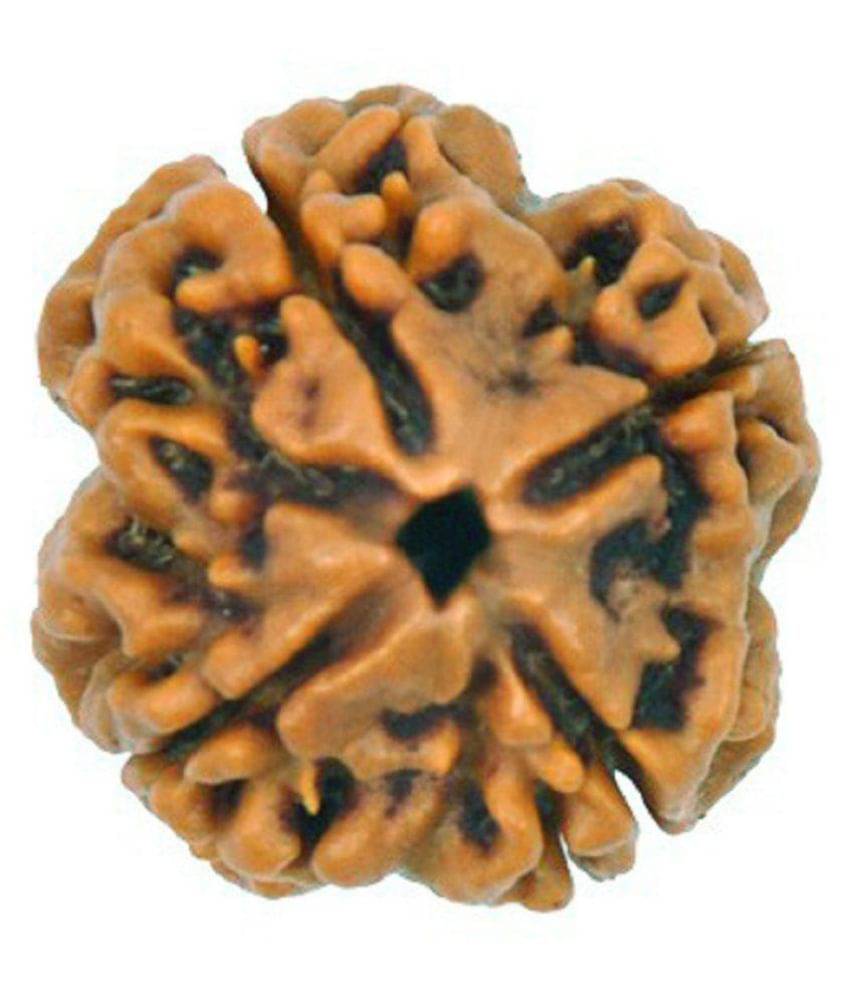     			Shivoham 4 Mukhi Rudraksha (Lab Certified) 4 Face Rudraksha