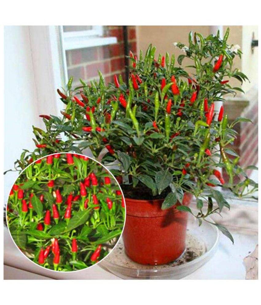 Hybrid Combo Pack of Palak + Cherry Tomato + Chilli Vegetable Seeds Hybrid Combo Pack of Palak + Cherry Tomato + Chilli Vegetable Seeds