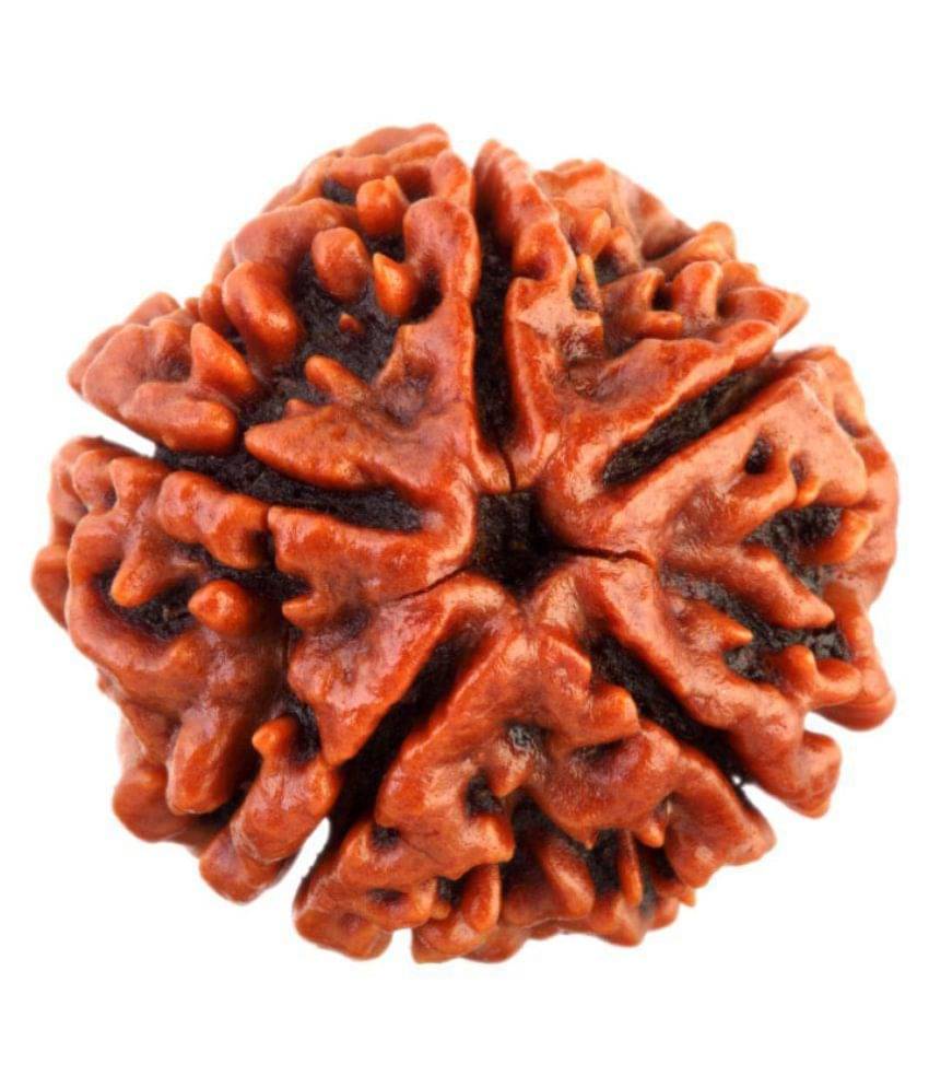     			SAUBHAGYA GLOBAL FIVE MUKHI SIDDHA RUDRAKSH LABCERTIFIED FROM NEPAL 5 Face Rudraksha