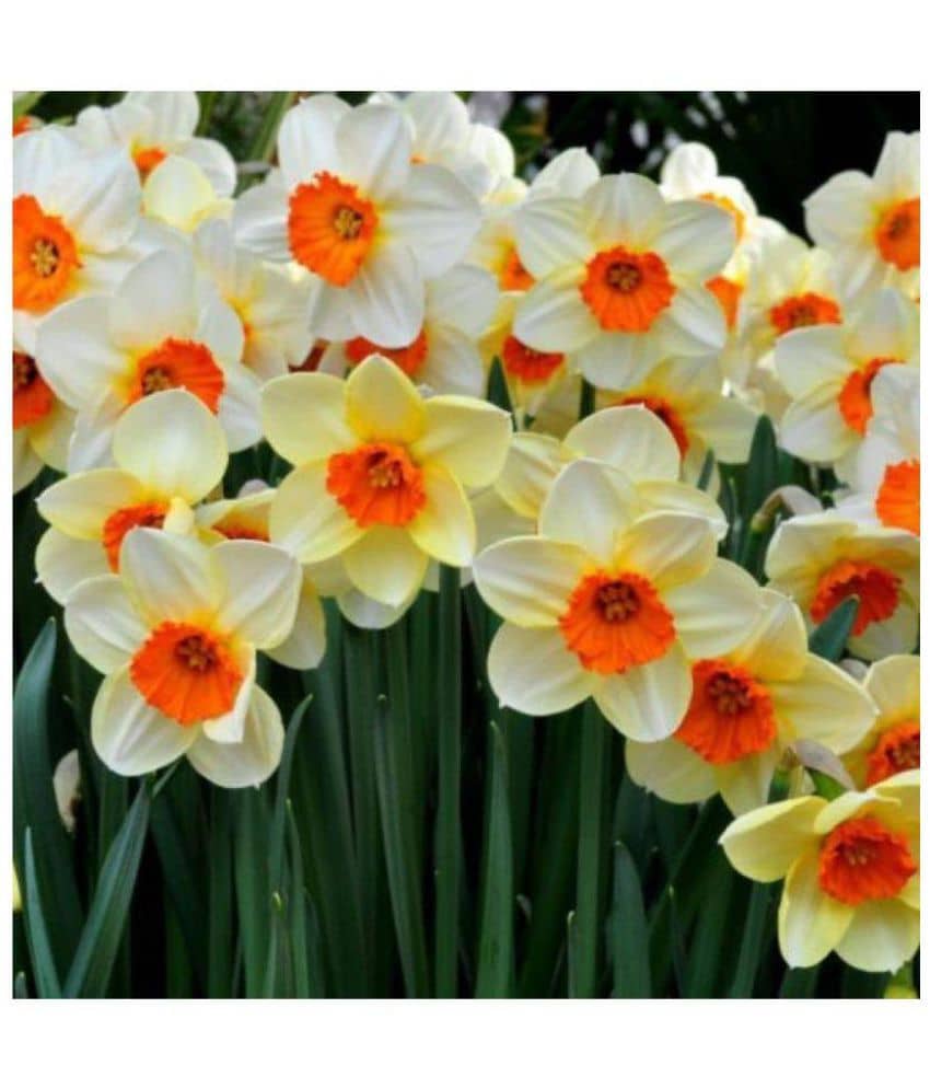 Futaba Narcissus Flower Daffodil Seed