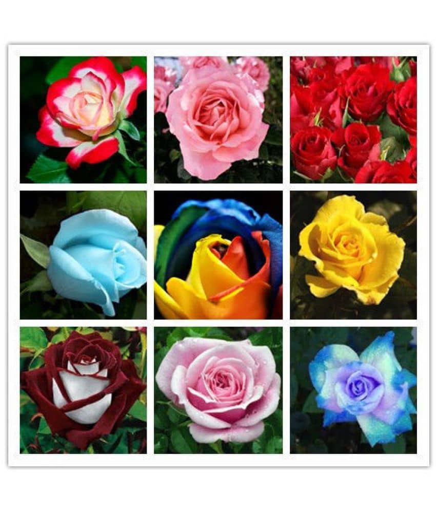 Azalea Gardens Rose Flower Seeds "Mixed Rose " 20 Seeds Pack