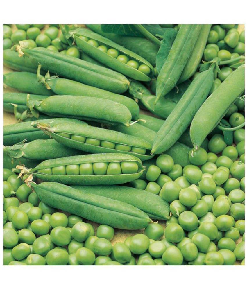     			Pea seeds