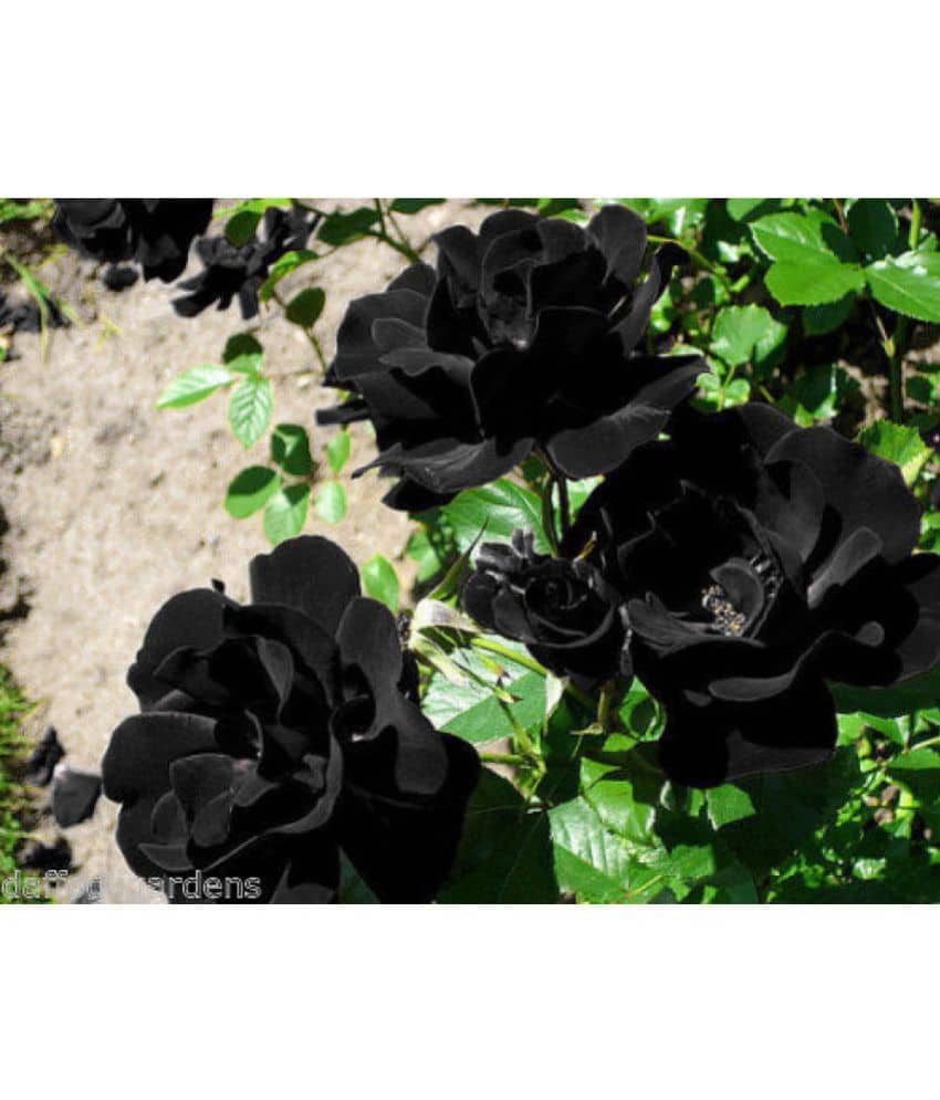 Azalea Gardens Rose Flower Seeds "Black Climbing Rose" 20 Seeds Pack