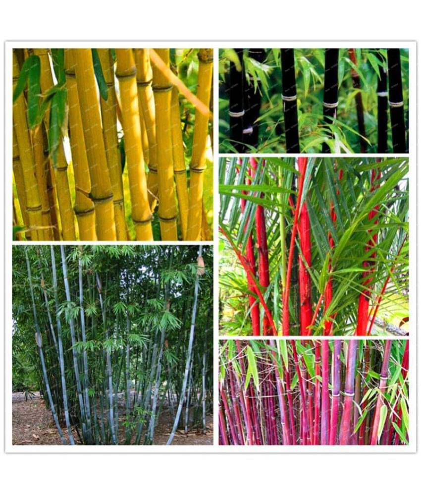 Creative Farmer Colorful Garden Bamboo Combo Pack - 10 Seeds Creative Farmer Colorful Garden Bamboo Combo Pack - 10 Seeds