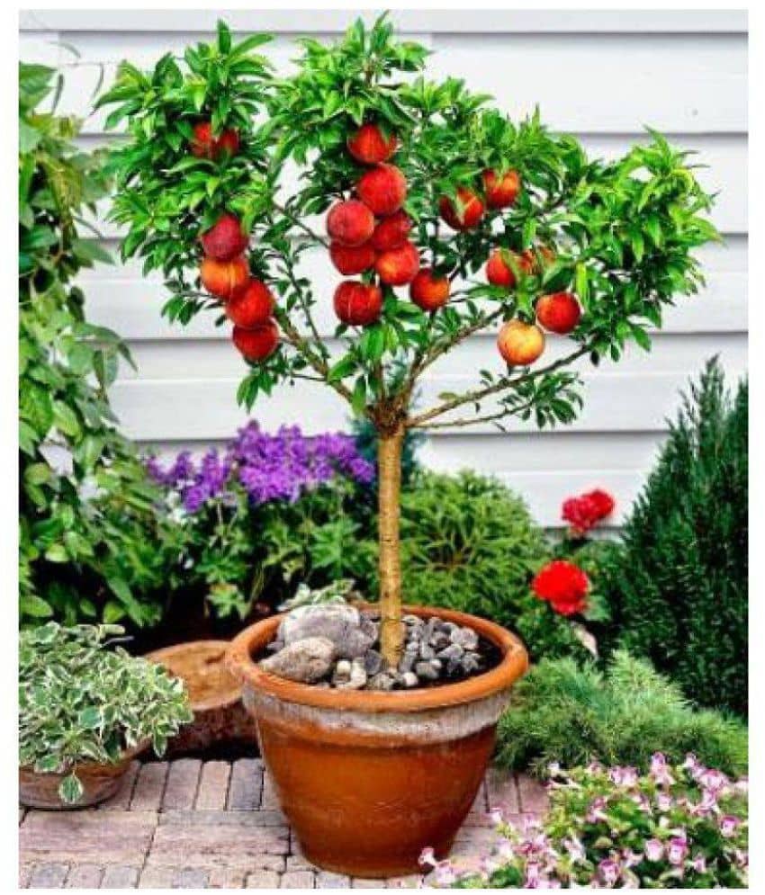 Indoor Bonsai Peach Fruit Seed Imported 5 Seed Pack