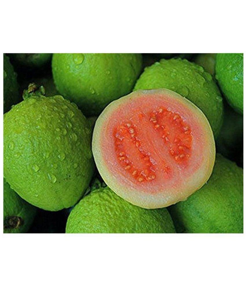     			Azalea Gardens indoor Dwarf 40 pcsFresh Sweet Tropical Thai Ruby Red Guava Apple Seeds, Psidium Guajava,