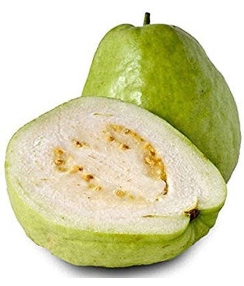     			Azalea gardens Indoor Dwarf 40 PCS Fresh Sweet Tropical Thai Guava Apple Seeds, Psidium Guajava,