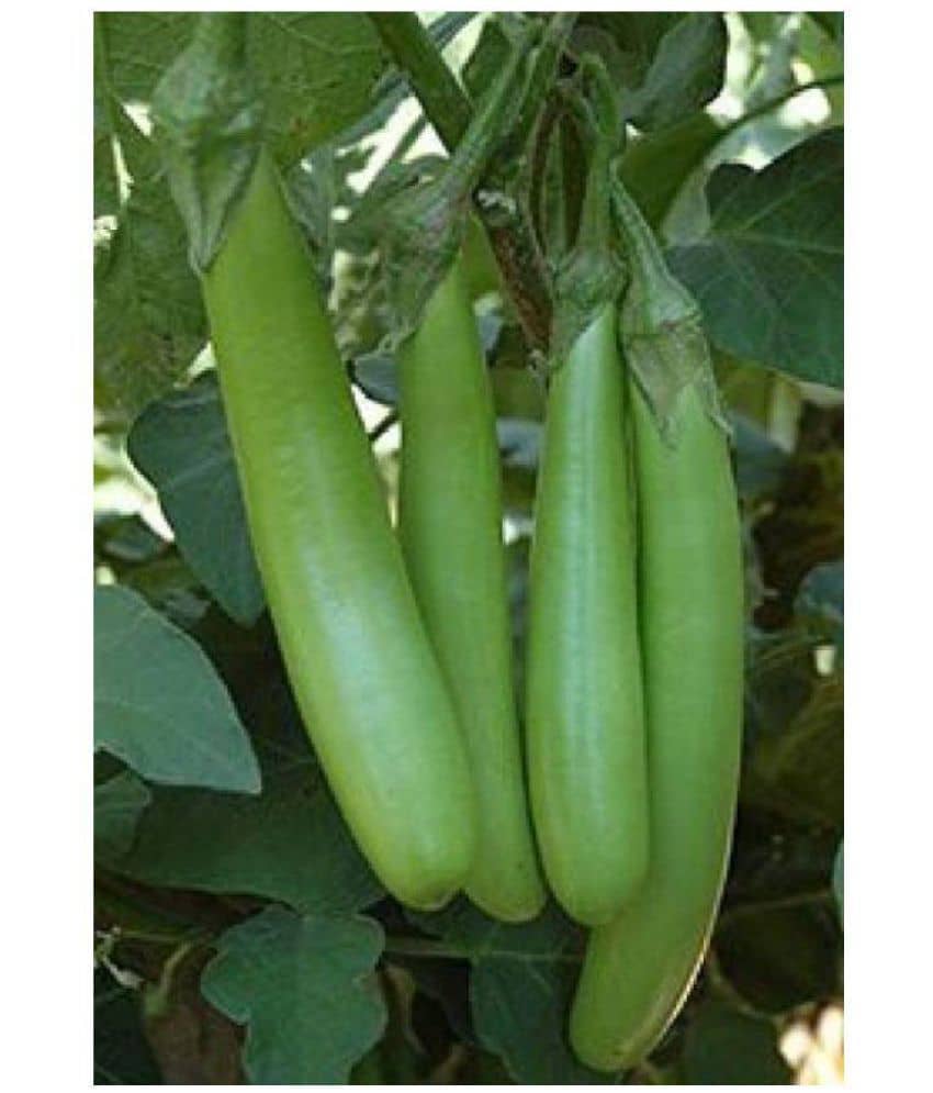 Raunak Seeds Brinjal Green Long, 50 Seeds