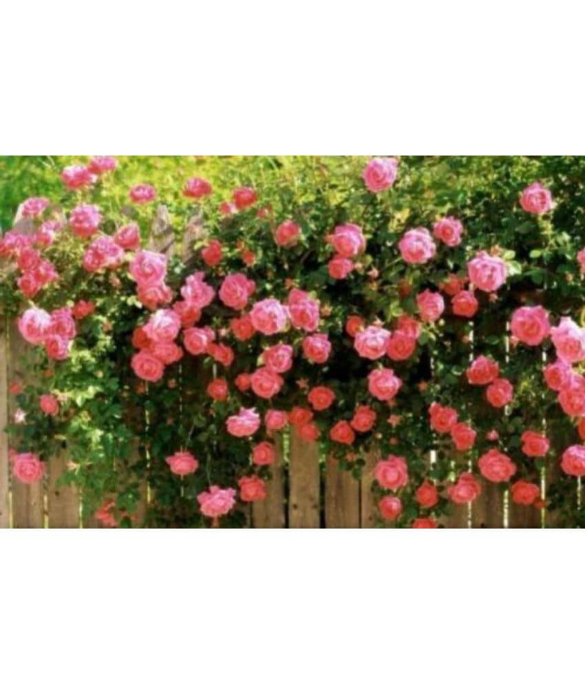 Azalea Gardens Rose Flower Seeds "Pink Climbing Rose" 20 Seeds Pack