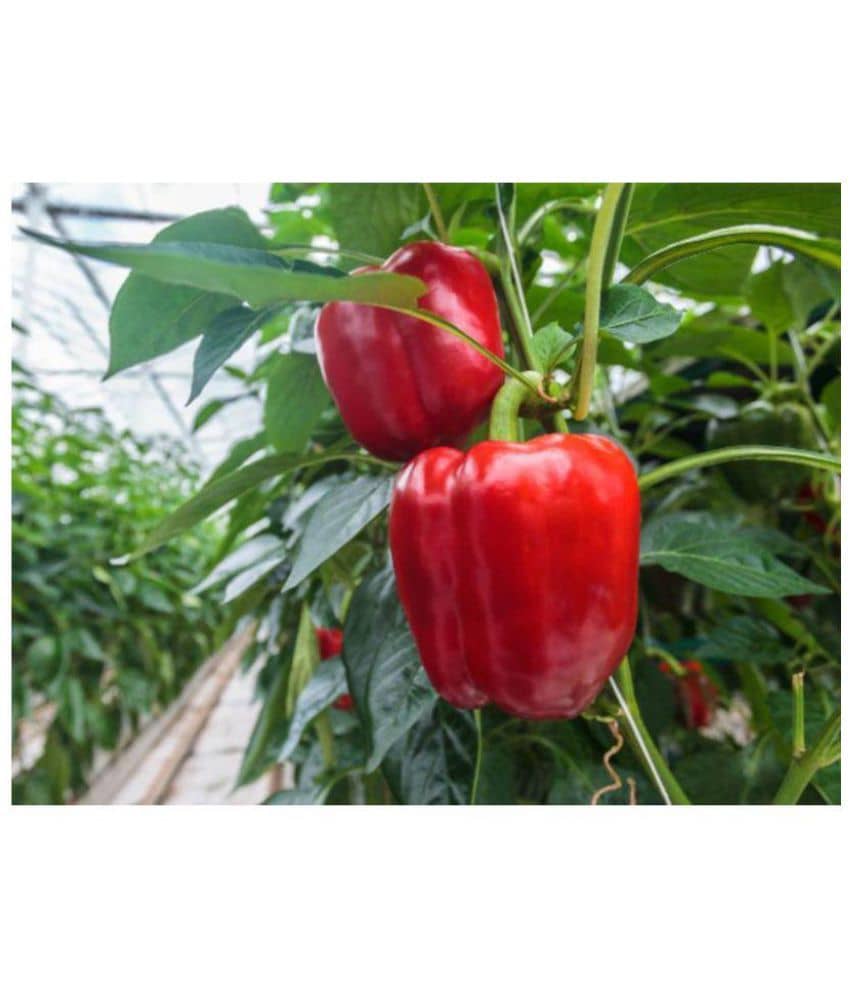 Green World Red Capsicum Seeds
