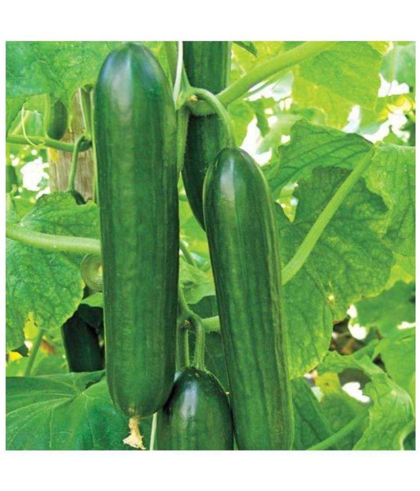     			Raunak Seeds Cucumber Beit Alpha Imported 3 gm Seeds/Pack + instruction Manual