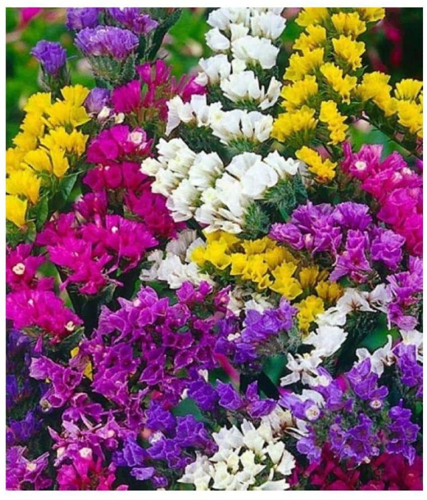 Saaheli Flower Limonium Pacific Mix Seed (10 Per Packet)