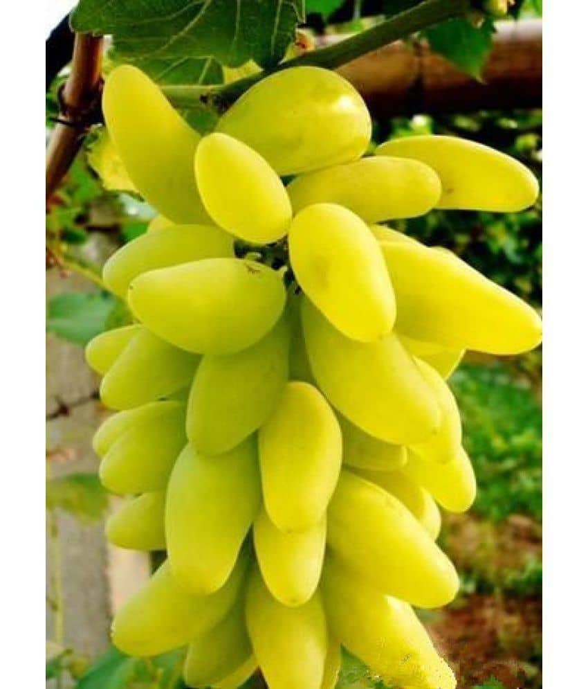 Creative Farmer Fruit Seeds Golden Green Sweet Grape Professional Organic Seed Fruit Plant Seeds For House Kitchen Garden Fruit Seeds Pack