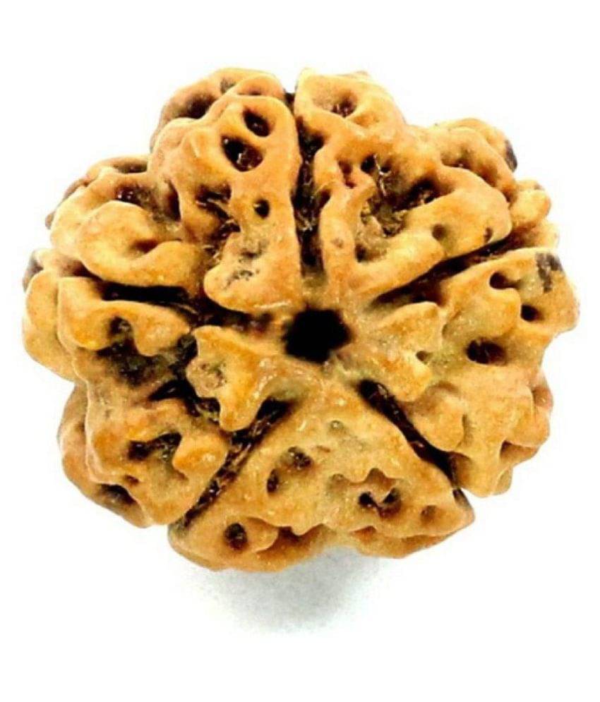     			Shivoham 5 Mukhi Rudraksha Wood 5 Face Rudraksha
