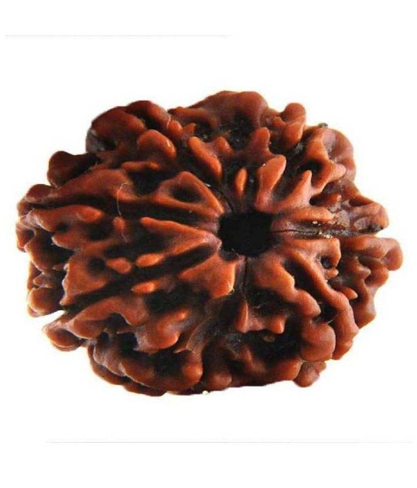     			Shivoham 7 mukhi Rudraksha Lab Certified 7 Face Rudraksha