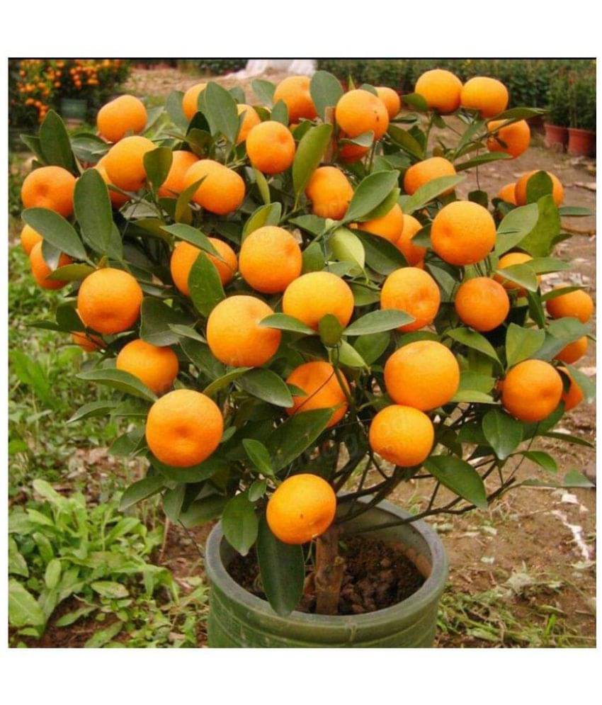     			Azalea gardens Indoor Dwarf 10 Pcs hybrid orange dwarf fruit seeds