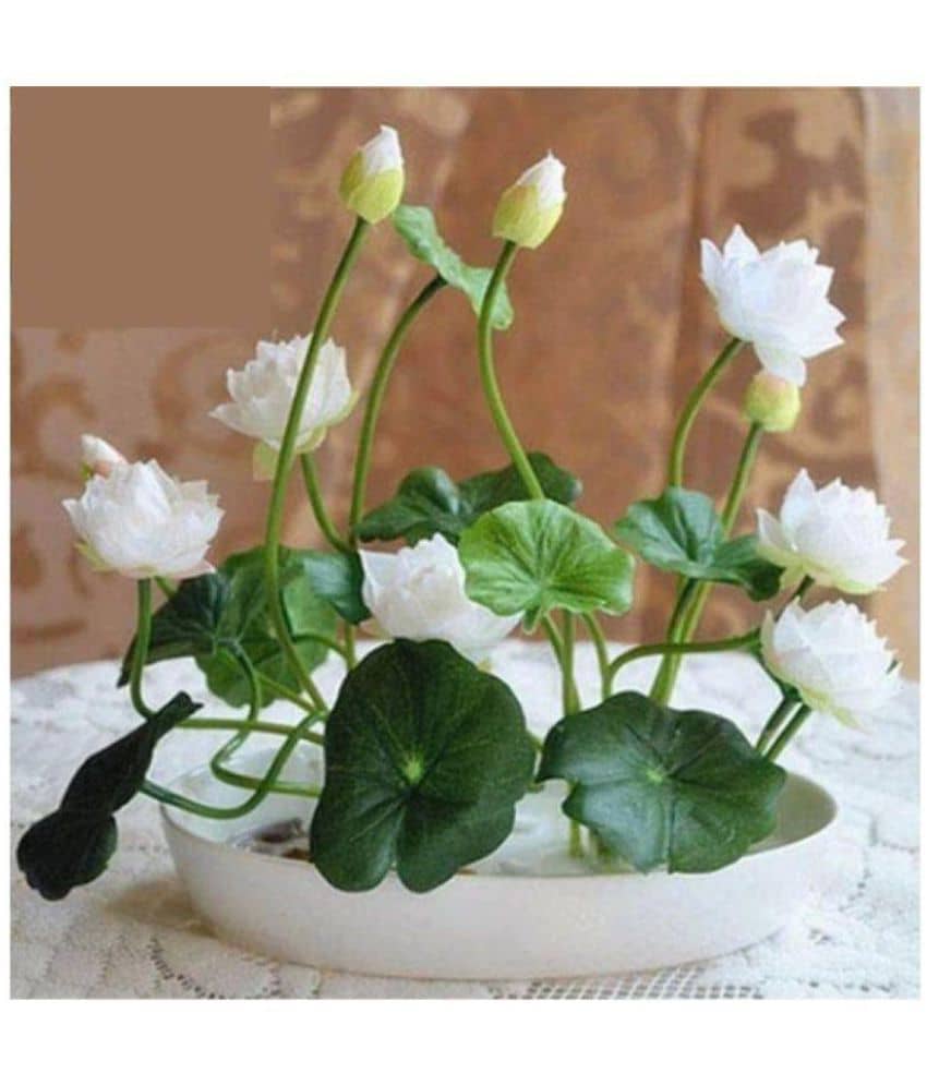 Airex Lotus Flower Seeds (12 Per Packet)