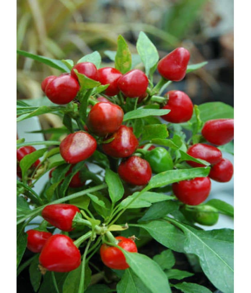 Vegetable Seed - HOT CHERRY CHILI PEPPER - Hot Ornamental - Pack of 20 Seeds