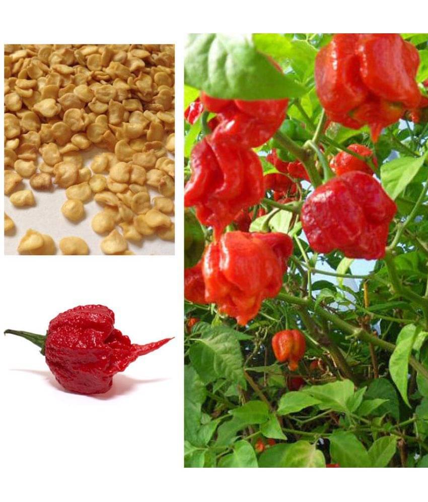     			Super Hot Carolina Reaper Chilli Pepper Seeds 20 seeds pack