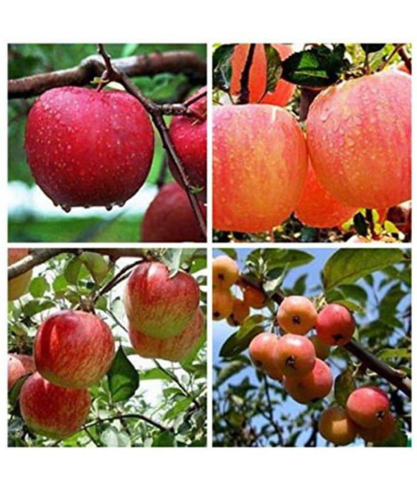 Azalea gardens ,Apple(FUJI)SEEDS 10 SEEDS