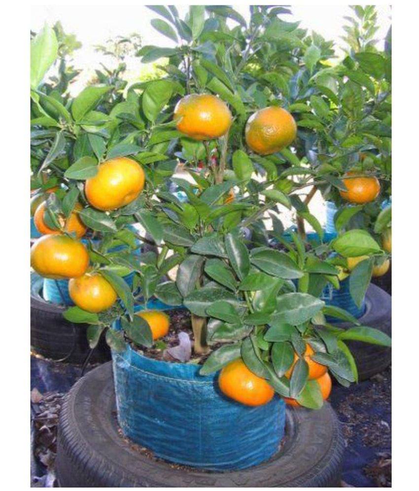     			Azalea gardens Indoor Dwarf 10Pc organic fruit Mandarin Orange seeds for Indoor plant tree seeds