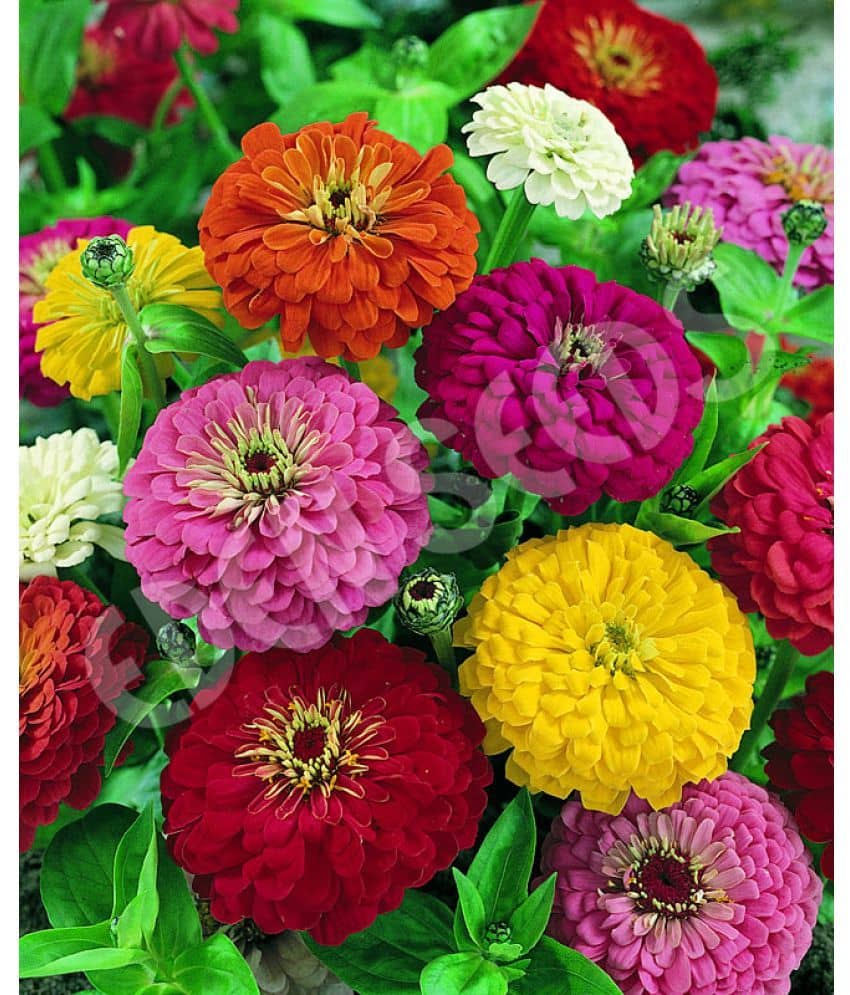 zinnia dagalia flower mix seed