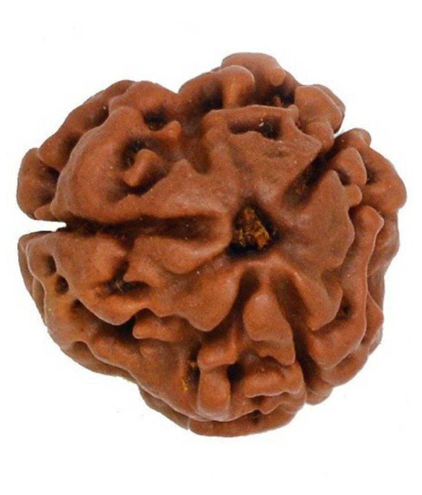     			Shivoham 3 Mukhi Rudraksha (Lab Certified) 3 Face Rudraksha