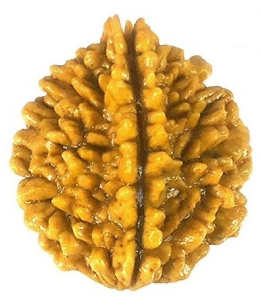     			Shivoham Two Mukhi  Rudraksha Lab Certified 2 Face Rudraksha