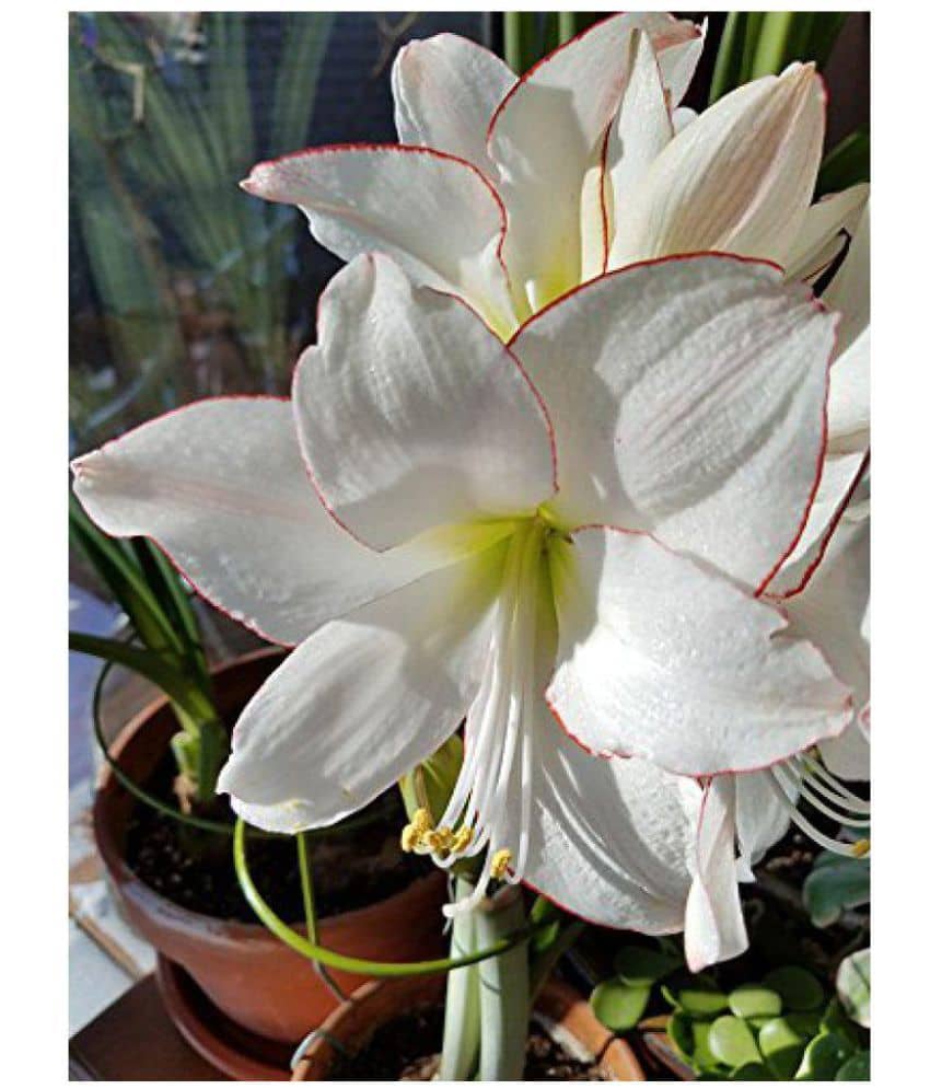 Azalea gardens Beautiful Lilly Flower Bulb 'Picotee' lilly Bulbs Good Growing 3 lilly Bulb