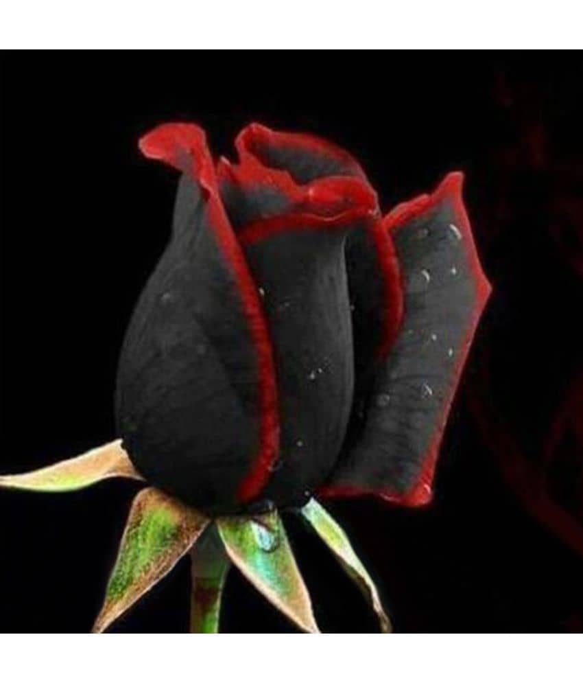 Rare Black Rose with Red Edge Seeds Home Garden Plant Flower Seed 20 seed