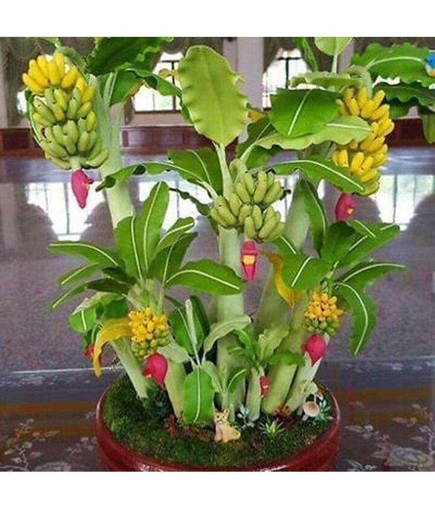 M-Tech Gardens Bonsai Banana Fruit Seeds - 25 Seeds/Pack + Instruction Manual M-Tech Gardens Bonsai Banana Fruit Seeds - 25 Seeds/Pack + Instruction Manual