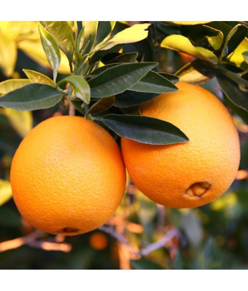     			Robertson Navel Orange Fruit 10 Seeds Citrus Tree Seeds Good germination Seeds