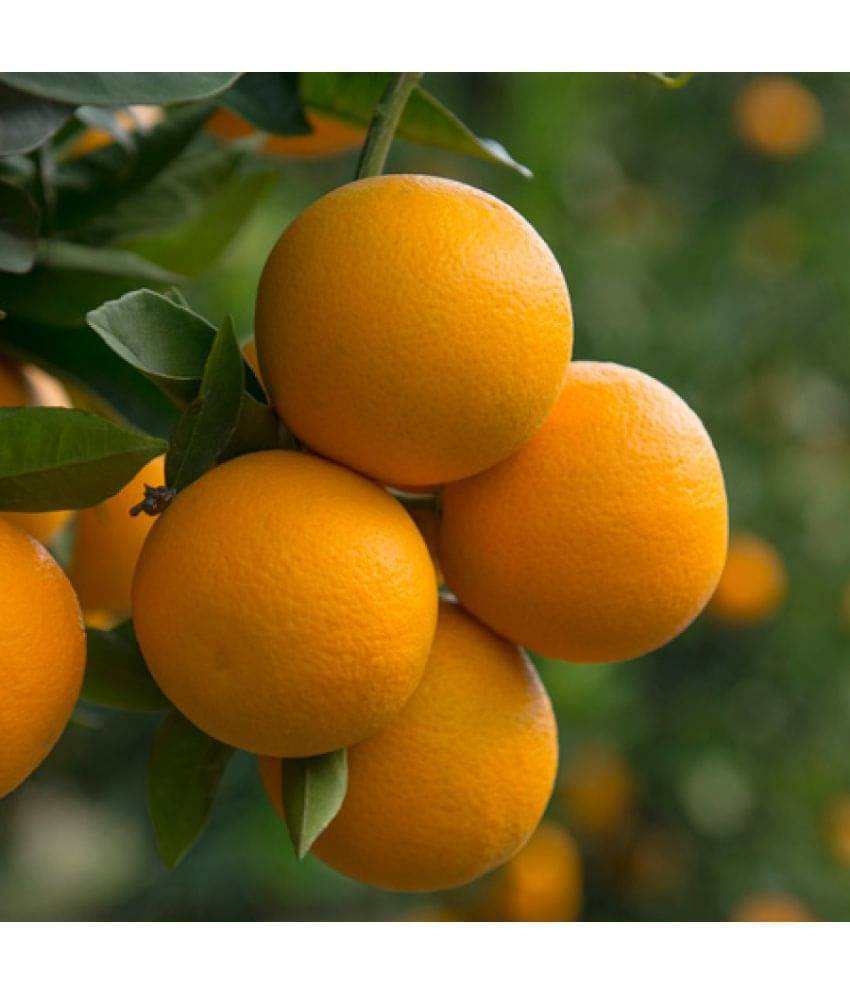     			Valencia Orange Tree Fruit 10 Seeds Citrus Tree Seeds Good germination Seeds