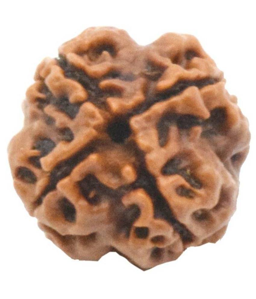     			DMK DevBhumi Chaar Mukhi/ Four faced Rudraksha 4 Face Rudraksha