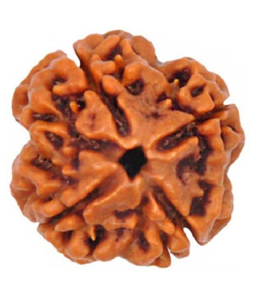    			Shivoham 4 Face Rudraksha 4 Face Rudraksha